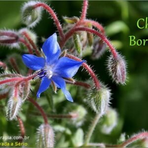 Chá de BORRAGEM Para Tratamento Natural do NERVOSISMO