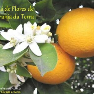 Chá de Flores de LARANJA DA TERRA Para Tratamento de INSÔNIA